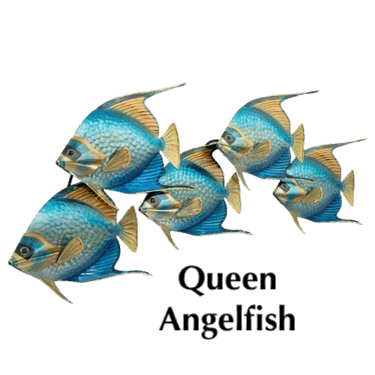 angelfish