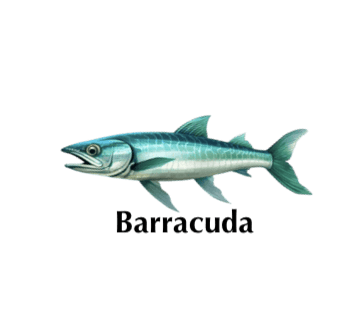 barracuda