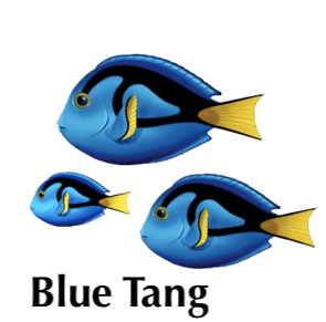blueTang