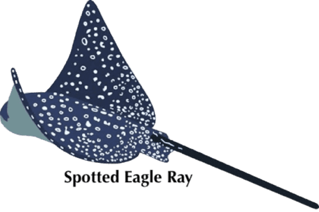 eagleRay