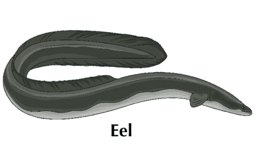 eel