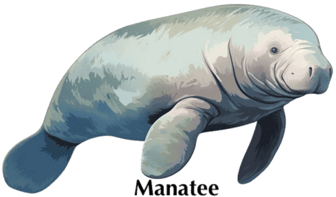 manatee