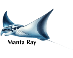 mantaRay
