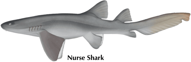 nurseShark