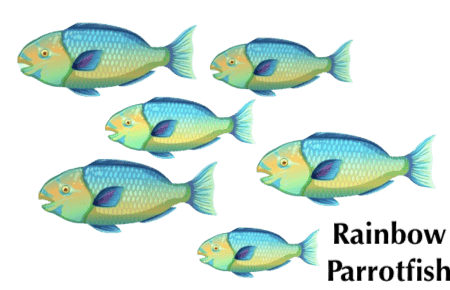 parrotfish