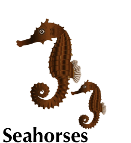 seahorse