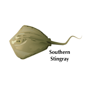 stingray